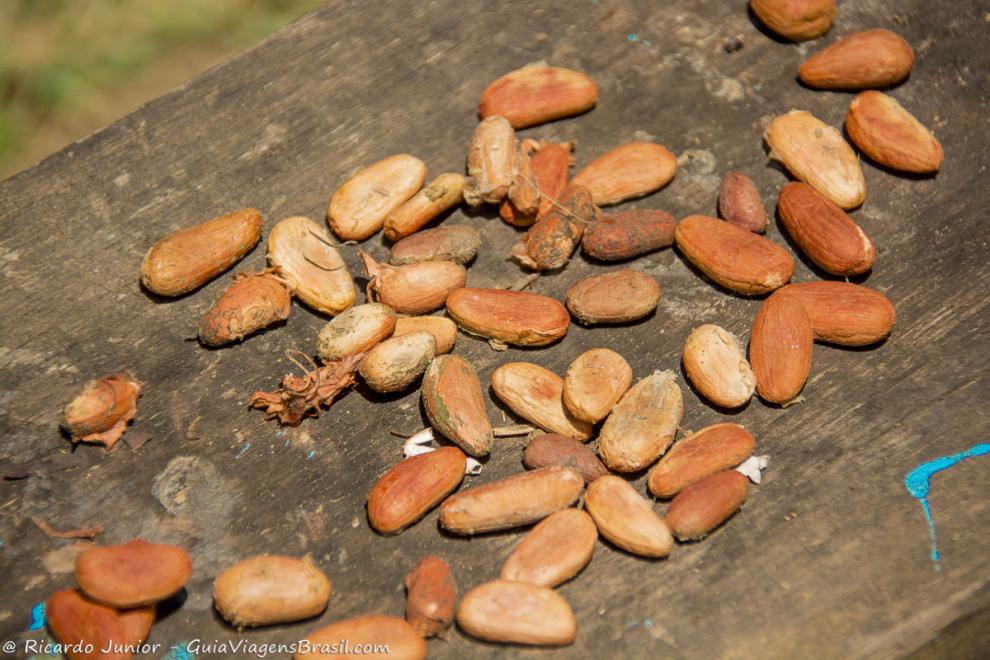 Imagem de sementes encontradas na Praia de Havaizinho.